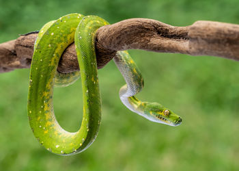 Close-up of snake