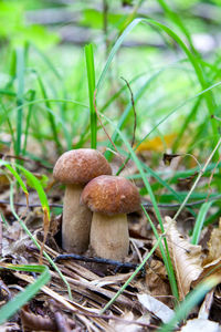 Close-up of mushrooms growing on field