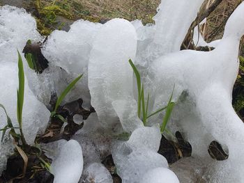 High angle view of frozen plants on land