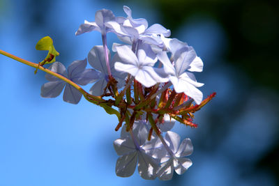 Close-up of purple flowering plant