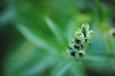 Close-up of plant
