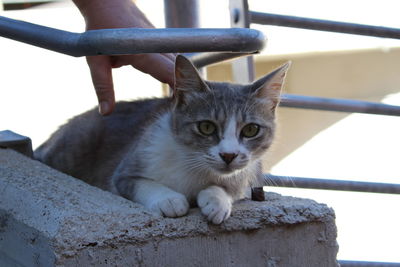 Close-up portrait of cat sitting outdoors
