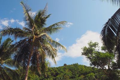 Low angle view of coconut palm trees against sky