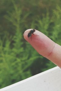 Close-up of ladybug on hand