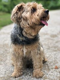 Close-up of a dog looking away