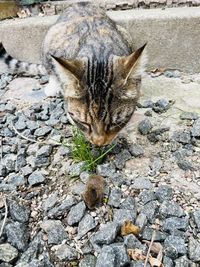 High angle view of cat on street