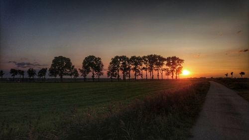 Trees on field against sky during sunset