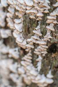 Close-up of leaf