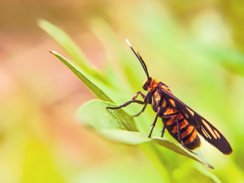 Close-up of insect on leaf