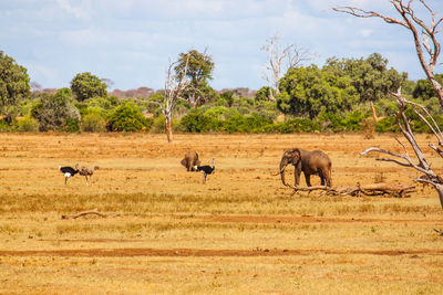 Animals standing on field against clear sky during sunny day