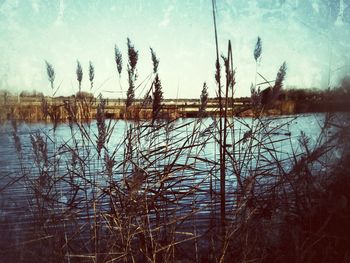 Plants by lake against sky