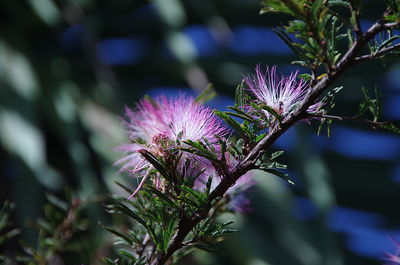 Close-up of purple flowers
