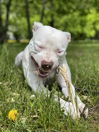 Close-up of a dog on field