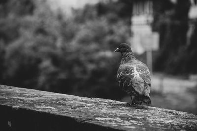 Close-up of pigeon perching on wall