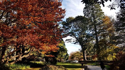 Trees in park during autumn