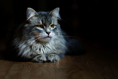 Close-up of cat on hardwood floor