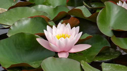 Close-up of lotus water lily in lake