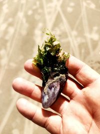 Close-up of hand holding plant