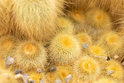 Zurich, switzerland, april 20, 2023 parodia leninghausii or lemon ball cactus 