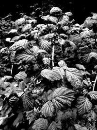 Close-up of plants