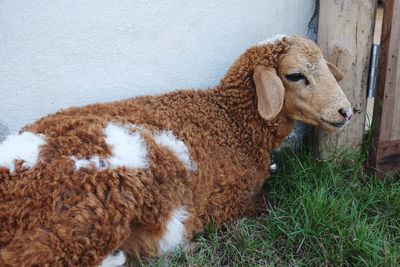 Close-up of sheep