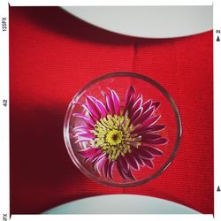 Close-up of red flowers