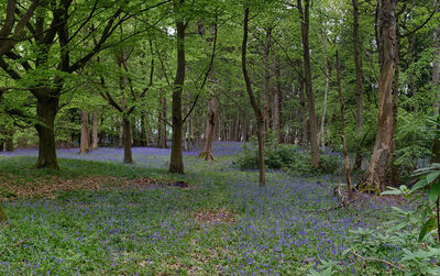 Trees in forest