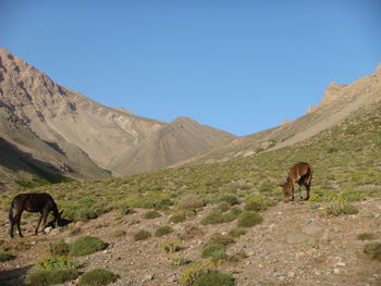 Horses grazing on landscape against clear sky