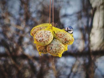 Close-up of bird feeder outdoors