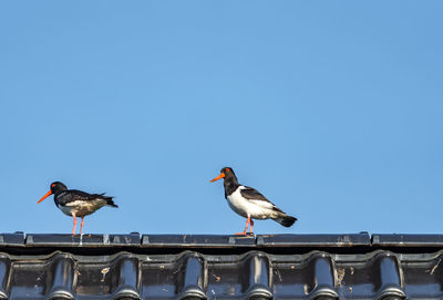 Low angle view of seagulls perching on the ground