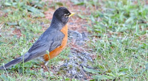 Close-up of bird perching on field