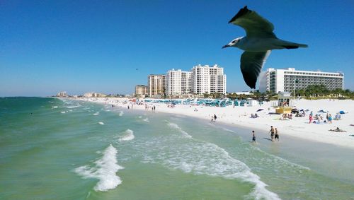 Seagull flying over sea