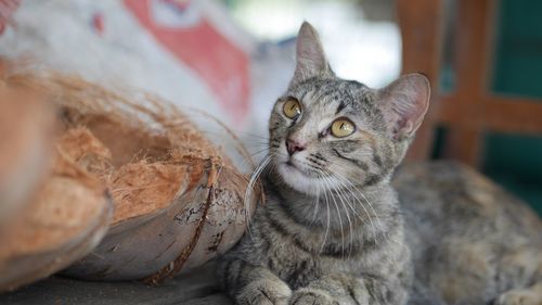 Close-up portrait of cat