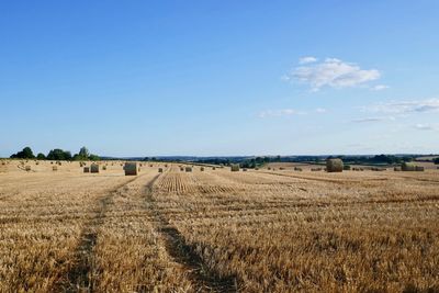 Scenic view of agricultural field against sky