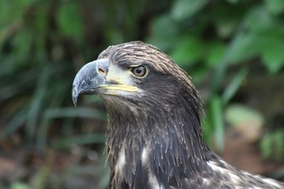 Close-up of eagle