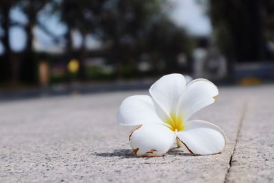 Close-up of white flower