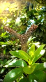 Close-up of insect on leaf