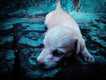 High angle view of dog looking away