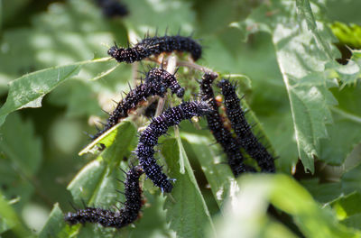 Close-up of caterpillar on plant