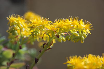 Close-up of yellow flower