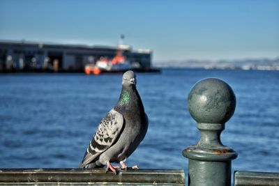 Seagull perching on railing against sea