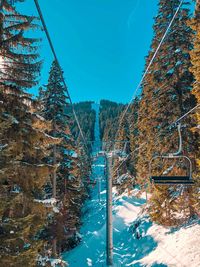 Snow covered trees against blue sky