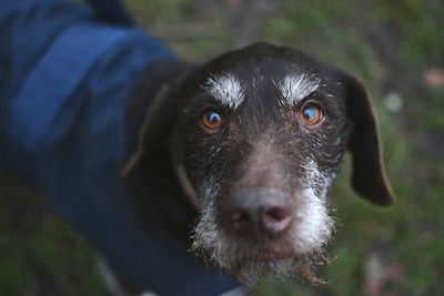 Close-up portrait of dog