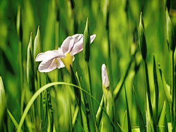 Close-up of white flowering plants