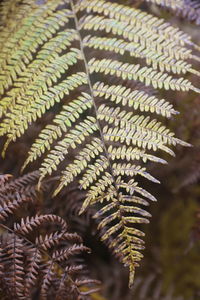 Close up of fern frond