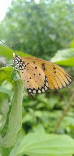 Close-up of butterfly on leaf