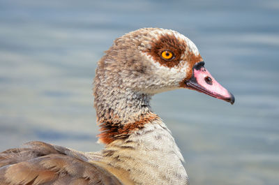 Close-up of a bird