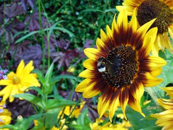 Close-up of sunflower