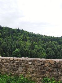 Scenic view of forest against sky