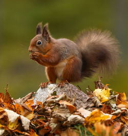 Close-up of squirrel on tree during autumn